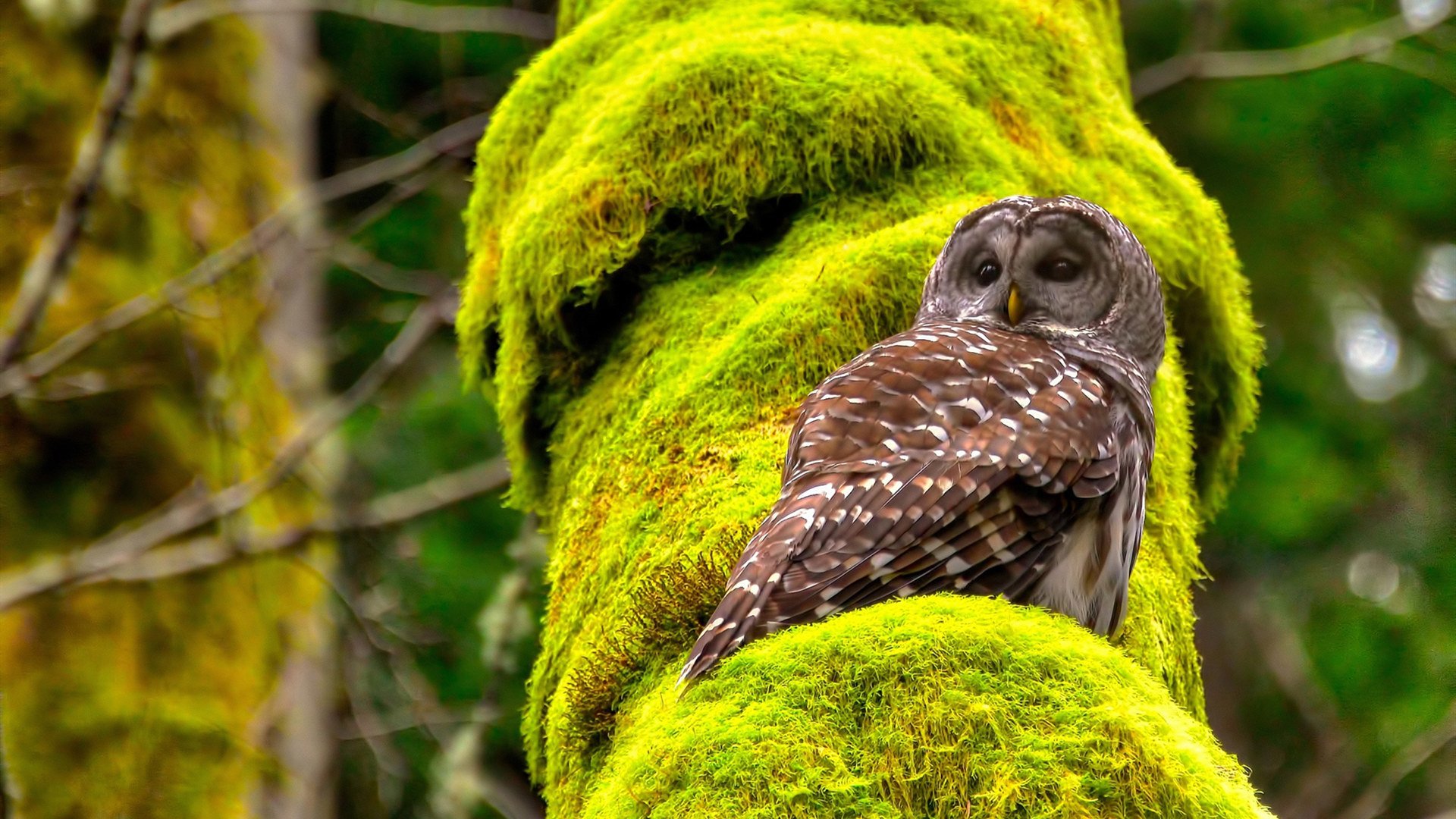 爱游戏全站-Dota 2 新秀选手表现抢眼，dota2新人物